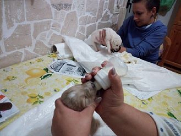 A Vieste un corso per insegnare ad allattare neonati di cane e gatto orfani