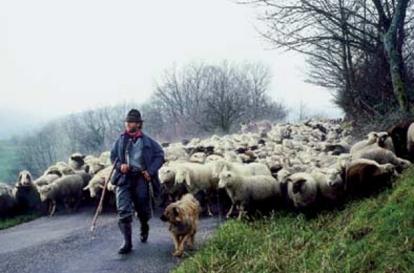 Transumanza d'autunno: 400 pecore tornano a casa
