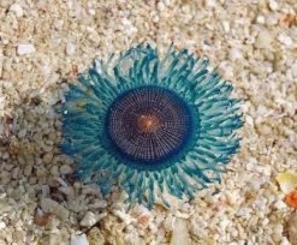 Nuovi organismi sulle coste del Gargano: ecco il "bottone blue"