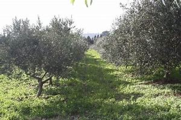 Vieste/ Incontro con gli olivicoltori locali - lunedì 30 luglio 2018 ore 16,30 - presso sala consiliare comunale