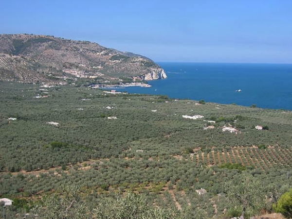 Olio/ Mattinata: produzioni calate del 70% . La mosca delle olive dopo la crisi, chiesto lo stato di calamit.