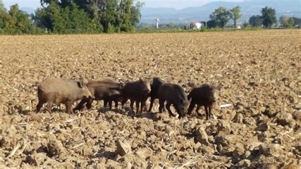 Gargano/ Allarme lupi e cinghiali anche vicino alle citt: va approvata una legge