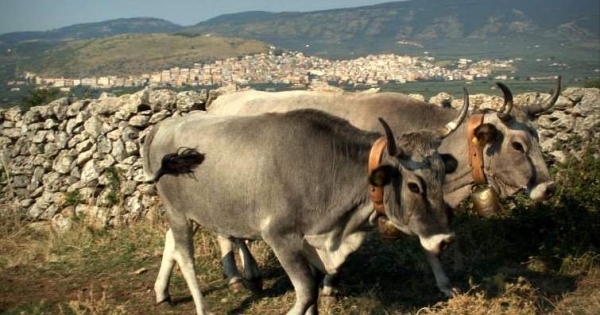 Regolamento mucche podoliche nel Parco del Gargano, il CAI Foggia: Un chiaro segnale di cambiamento