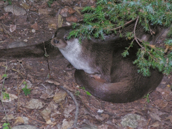 Il ritorno della lontra nel Parco Nazionale del Gargano. I ricercatori del Centro Studi Naturalisti _NLUS annunciano limportante ritorno.
