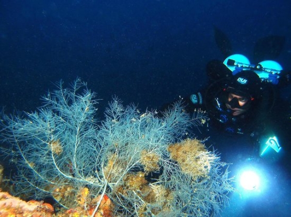 Corallo Nero scoperto alle Tremiti