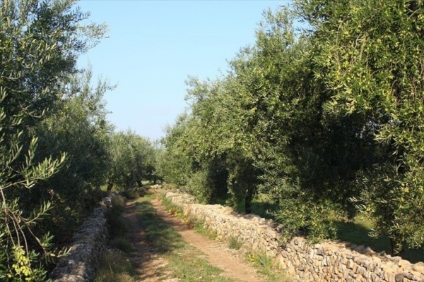 Domenica 28 ottobre torna la Camminata tra gli olivi