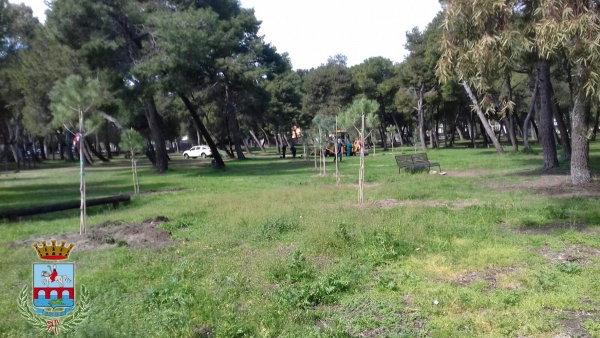 Manfredonia/ 65 nuovi alberi nella pineta di Siponto