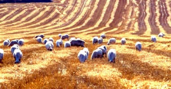 Giuseppe Palmieri sull'agricoltura e la pastorizia del Tavoliere del Settecento